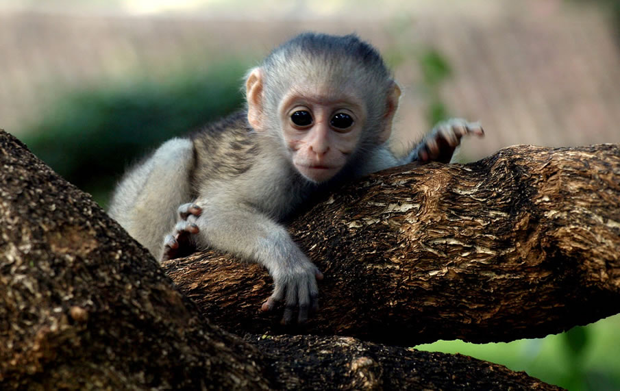 Rainforest monkeys - Rainforest Animals